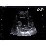 SonoVet R5 demokép 3